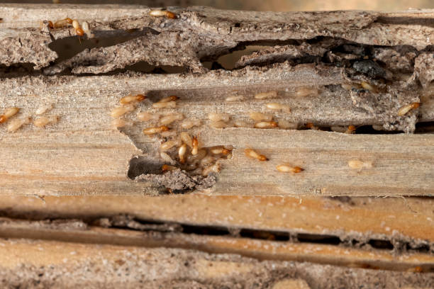 Best Ant Control Services  in Amador Pines, CA