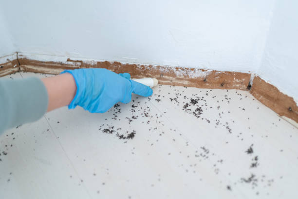 Best Commercial Pest Control Services  in Amador Pines, CA