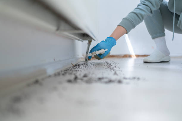 Best Local Pest Control Services  in Amador Pines, CA